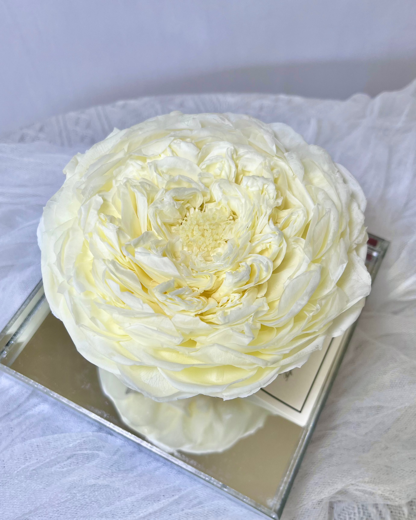 Ivory Peony —— Everlasting Flower