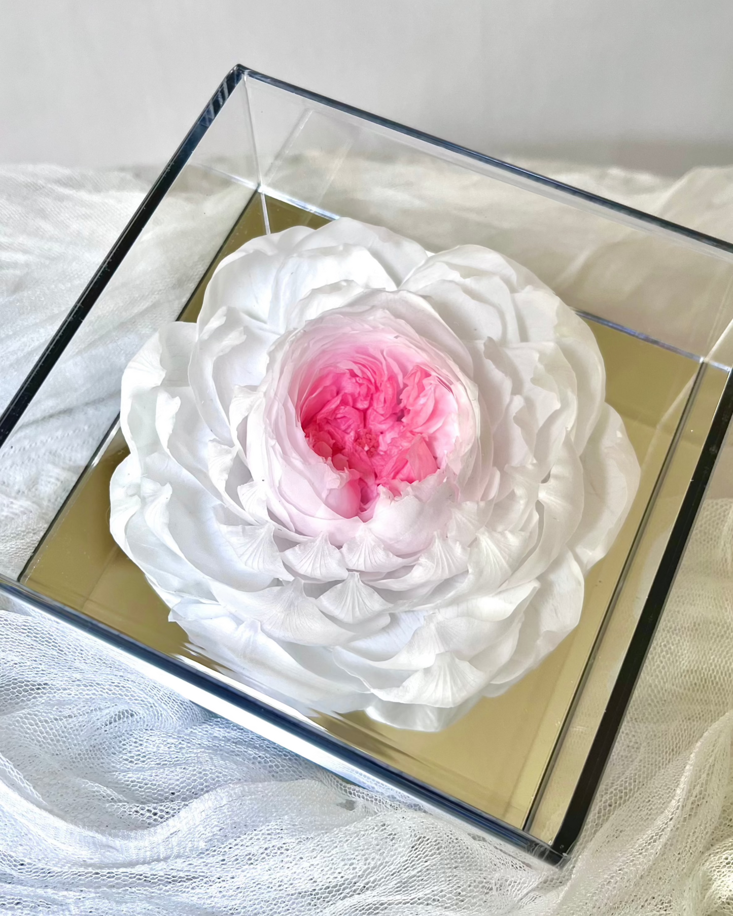 Light Pink Peony —— Everlasting Flower