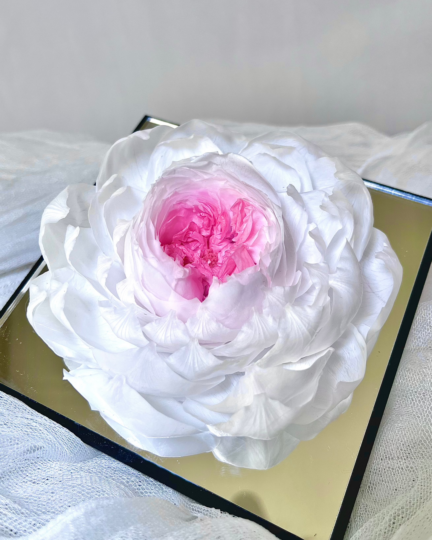 Light Pink Peony —— Everlasting Flower